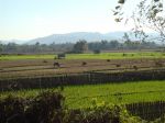 Burma_Teil1_YANGON-MRAUNK_U_-_Tachikek-Kyang_Tong-52