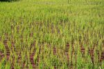 Burma_Teil2_Kyang_Tong-Samui-084