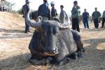 Burma_Teil2_Kyang_Tong-Samui-102