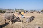 Burma_Teil2_Kyang_Tong-Samui-103