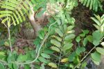 Burma_Teil2_Kyang_Tong-Samui-254