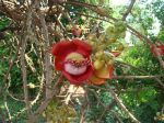 cambidia2007_021