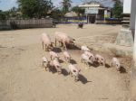 cambidia2007_238