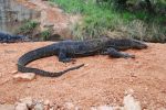 srilanka024