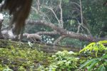 srilanka029