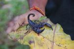 srilanka071