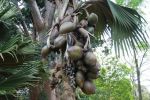 srilanka076