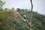 srilanka115