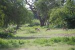 srilanka156