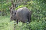 srilanka159