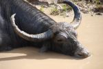 srilanka161